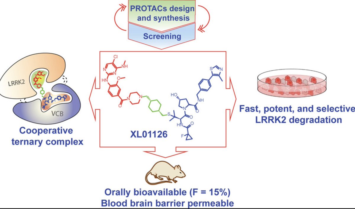 Michael Okun (@michaelokun) on Twitter photo Parkinson's folks remember the name: LRRK2 PROTAC Degraders: First potent and selective LRRK2 proteol-ysis drug targeting chimera (PROTAC); drug name/# XL01126. Previous attempts limitated since LRRK2 inhibited protein interfered with natural mechanisms. …mentdisorders.onlinelibrary.wiley.com/doi/epdf/10.10… Parkinson's folks remember the name: LRRK2 PROTAC Degraders: First potent and selective LRRK2 proteol-ysis drug targeting chimera (PROTAC); drug name/# XL01126. Previous attempts limitated since LRRK2 inhibited protein interfered with natural mechanisms. …mentdisorders.onlinelibrary.wiley.com/doi/epdf/10.10…