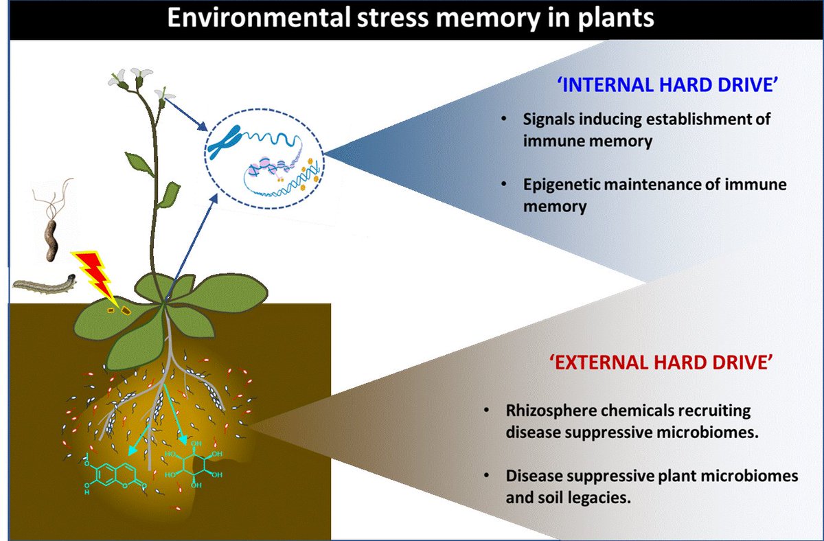 A BBSRC-funded PhD position is available in our lab @PPS_UoS to investigate the internal and external hard drives of plant stress memory. For further details, check it out here: findaphd.com/phds/project/b…

#GARNetweets #plantimmunity #epigenetics.