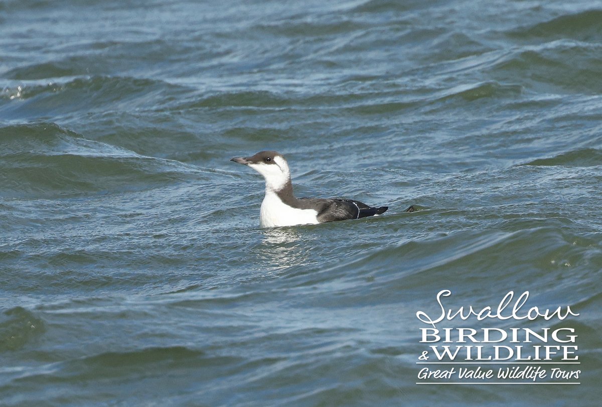 SwallowBirding's tweet photo. Fab day out guiding on #Topsailcharters SB Thistle with @SimonWood27 on Wednesday. Highlights from the River Blackwater incl GUILLEMOT, RAZORBILL, juv RT DIVER & SANDWICH TERNS, 50+ MED GULLS, 2 PEREGRINES and lots more. #birding #essex #BirdsSeenIn2022 https://t.co/NFZf4aTvNf