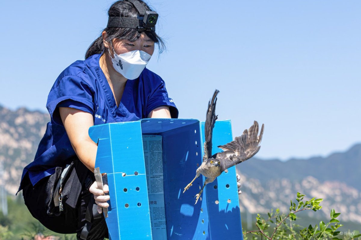 ifaw on Twitter "Two in a row! The IFAW Beijing Raptor Rescue Center