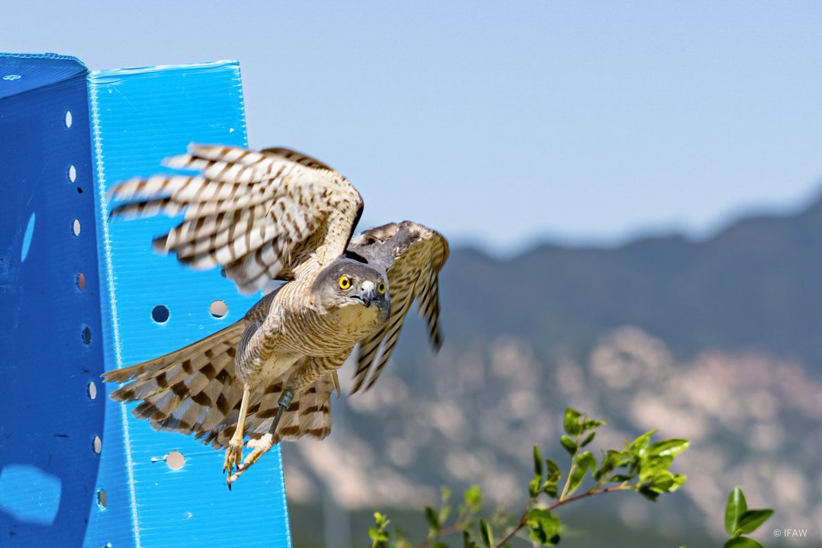ifaw on Twitter "Two in a row! The IFAW Beijing Raptor Rescue Center