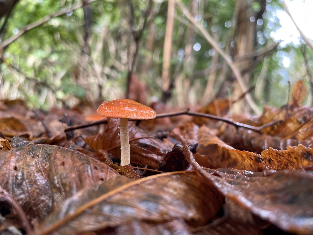 bartdevreede's tweet image. That time of year again. #autumn #mushroom