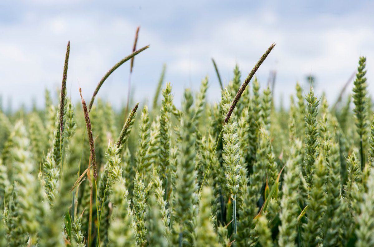 BASF_Agro_FR's tweet photo. Le 🇬🇧 connait une forte infestation de #vulpin dans ses cultures de blé avec des conséquences économiques pour tout le secteur agricole. Pour sauver les récoltes, #SmartSprayingSolution, la solution de pulvérisation intelligente, va être développée dans le pays. #Agroecologie https://t.co/50AJGy9RIU