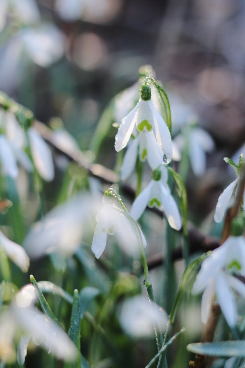 fotograficzne's tweet photo. The drop on the snowdrop is a must💧
.
.
#fotograficznekaty #flower #naturelover #snowdrop #przyrodawobiektywie #nature #kropla #nautrephotography #flowerphotography #dropsperfection #fotograf #przebiśniegi #waterdrops #naturallight https://t.co/B1xtAQ5N7q