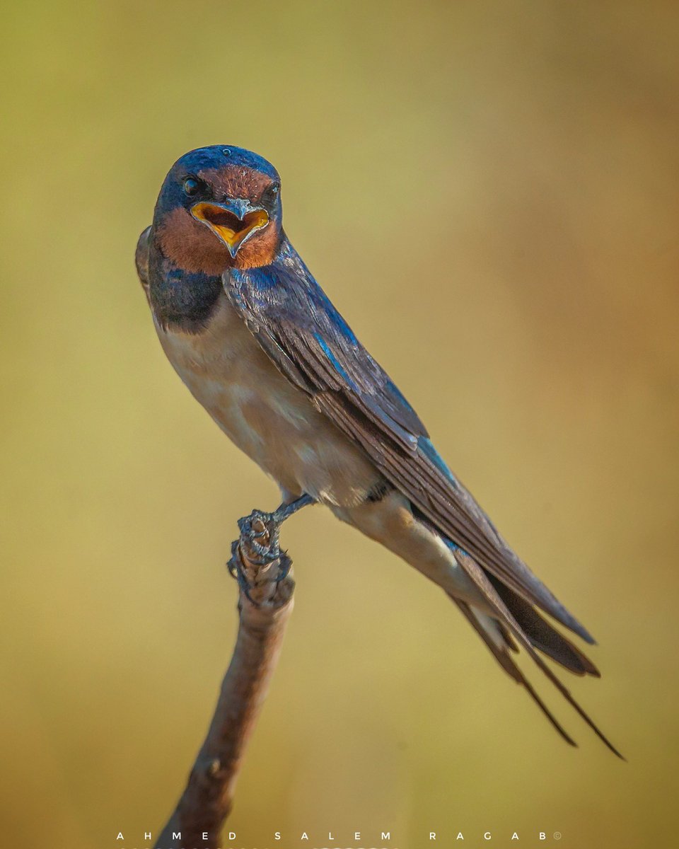 The barn swallow (Hirundo rustica)
is the most widespread species of swallow in the world.
It is a distinctive passerine bird with blue upperparts, a long, deeply forked tail and curved, pointed wings. #Kuwait #wildlifephotography #birdphotography #birdwatching #birdoftheyear2022