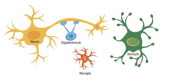 🦠🔬DMT and Psilocin Change Microglia Immunological Phenotype - more pre-clinical evidence for an anti-inflammatory &amp; pro-immune mechanism of #psychedelics: biorxiv.org/content/biorxi… <a href="/REMAPTherapy/">REMAP Therapeutics</a> <a href="/PainResForum/">Pain Research Forum</a>