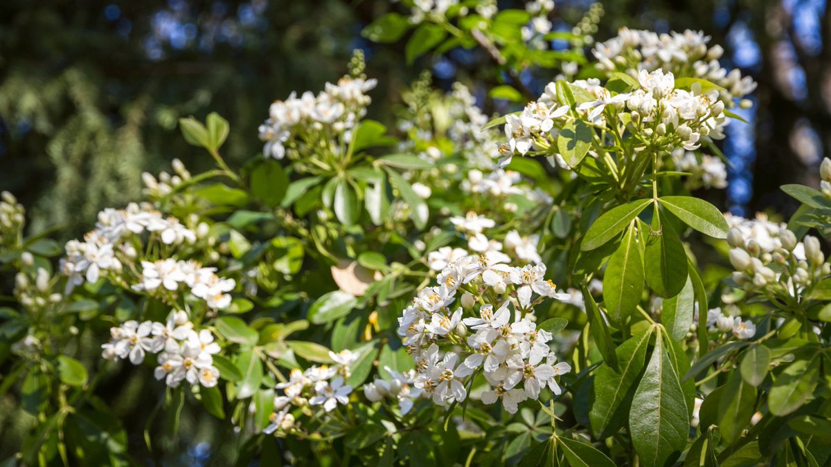 Looking for a #countrygarden?🍃  Try adding lovely, white flowering shrubs to your borders...Choisya Ternata, for example, encourages plenty of wildlife and adds an abundance of style, texture, and interest!😍
#plantoftheday #whitegarden #autumn #gardeningadvice #wildlife #shrubs