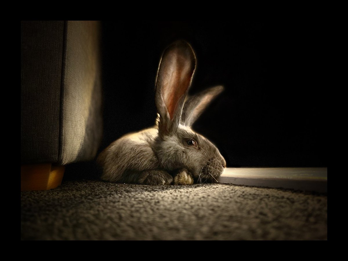 photosby_jv's tweet photo. @ThePhotoHour #sleepyanimals #giantrabbit #continentalgiant 
Big Ferris chillin at home … https://t.co/VRTeg4u628