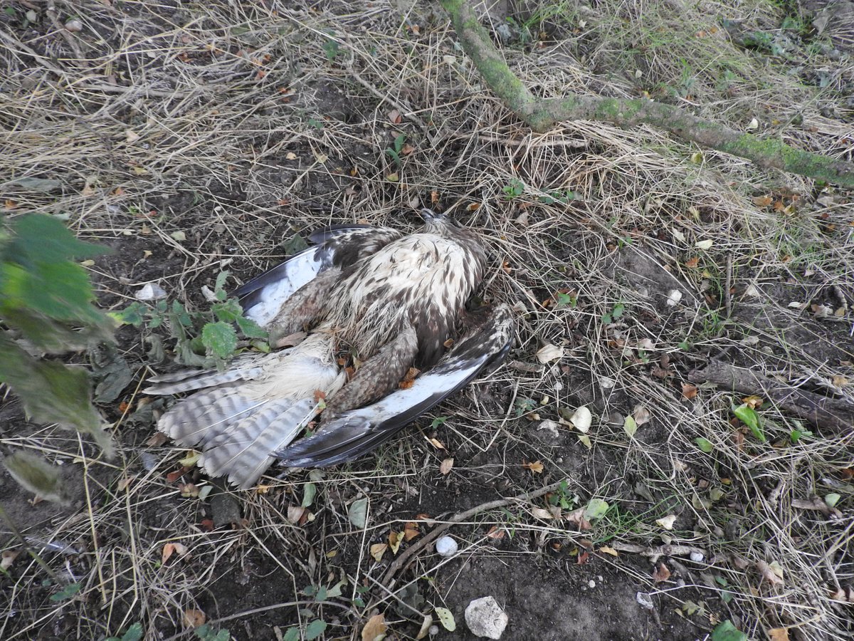 Yesterday a gamekeeper avoided jail despite admitting to multiple raptor persecution offences. You will no doubt share our disappointment at the outcome. Here's our press release: rspb.org.uk/about-the-rspb…