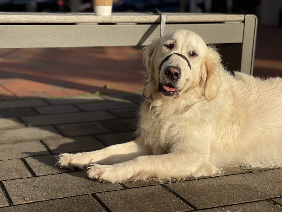 RiverOfNYC's tweet photo. Daily Coffee dog, Portland edition https://t.co/Yo3ljJmJCI