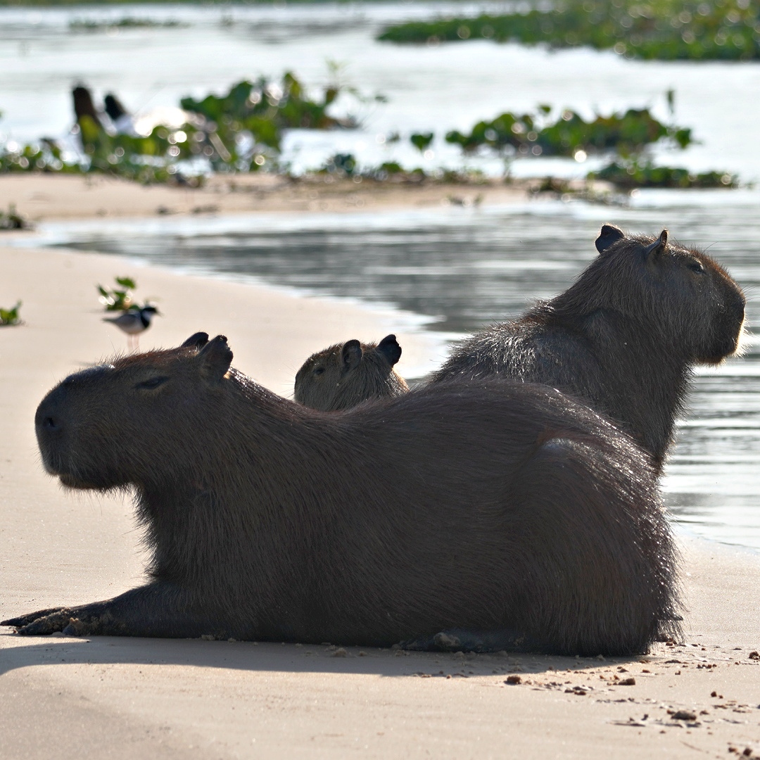 SnowAndCurt's tweet photo. FINAL PANTANAL PHOTO DUMP! We have absolutely fallen in love with this area of Brazil! 

#vanlife #snowandcurt #fulltimetravel #brazil #panatanal https://t.co/LBUIzIiDTb