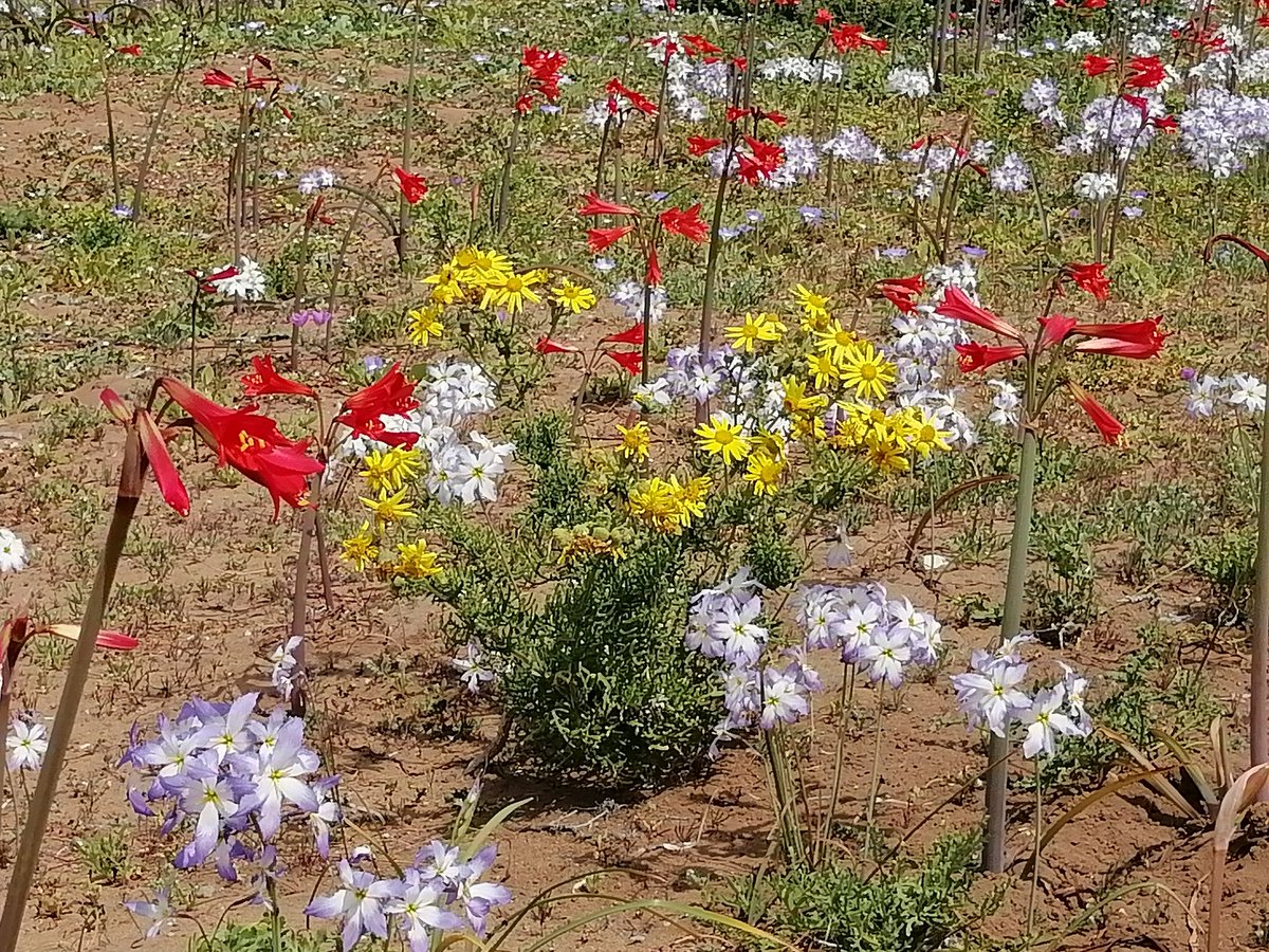 ca2cfk's tweet photo. DESIERTO FLORIDO POR FAVOR CUIDAR.... https://t.co/7YqCE70c47