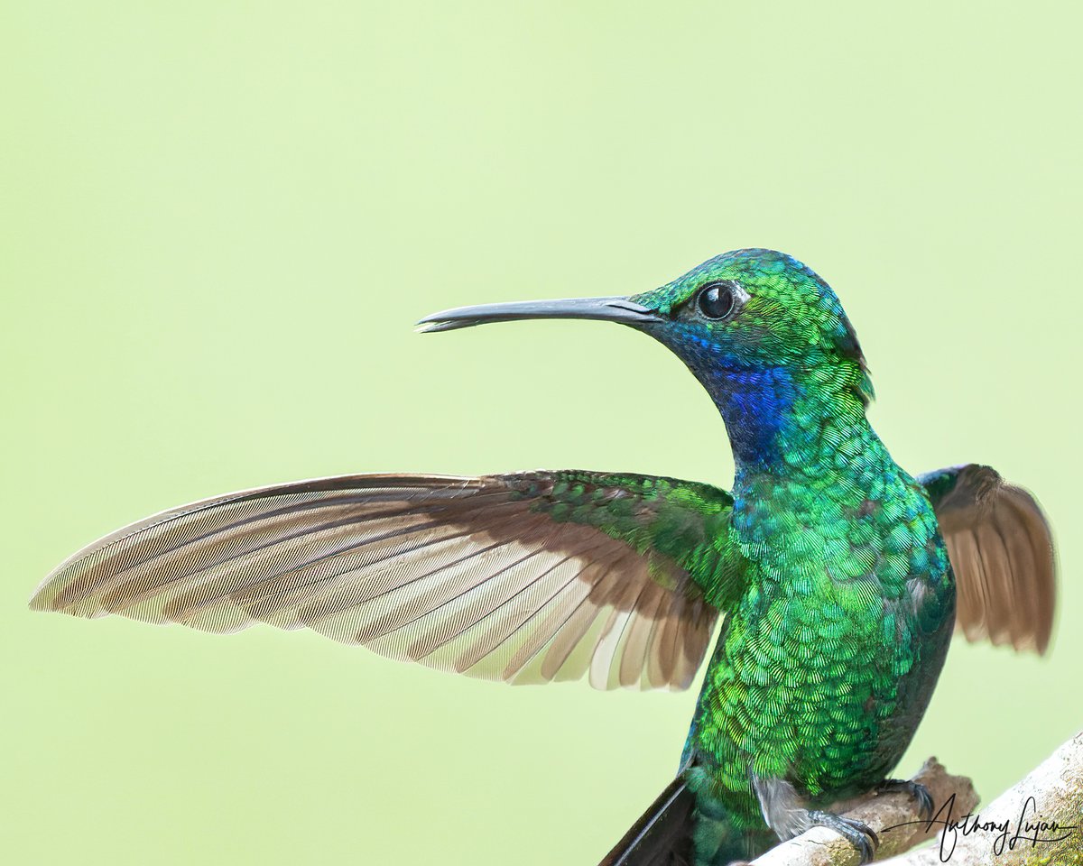 anthonylujan's tweet photo. One of my favorites of the White-tailed Sabrewing. The beak slightly open. The wings and beak in perfect harmony. Makes my heart happy!
Tobago
Sony A1 - Sony 600mm
#WhitetailedSabrewing #Sabrewing #NearThreatened #Redlist #birdingTrinbago #birdsoftrinidadandtobago #hummingb... https://t.co/wx9BEtNXmC