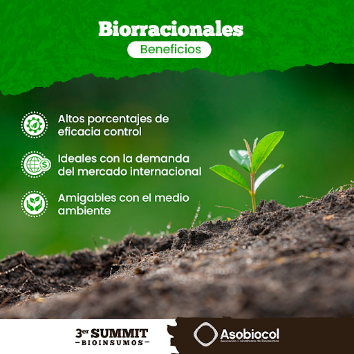 asobiocol's tweet photo. Los beneficios de usar biorracionales son:
Altos porcentajes de eficacia control, Ideales para la demanda del mercado internacional, Amigables con el medio ambiente, Mejor calidad del producto
#Asobiocol #Bioinsumos #Biorracionales #medioambiente #calidad #agriculturasostenible https://t.co/YXDEBdzoTk