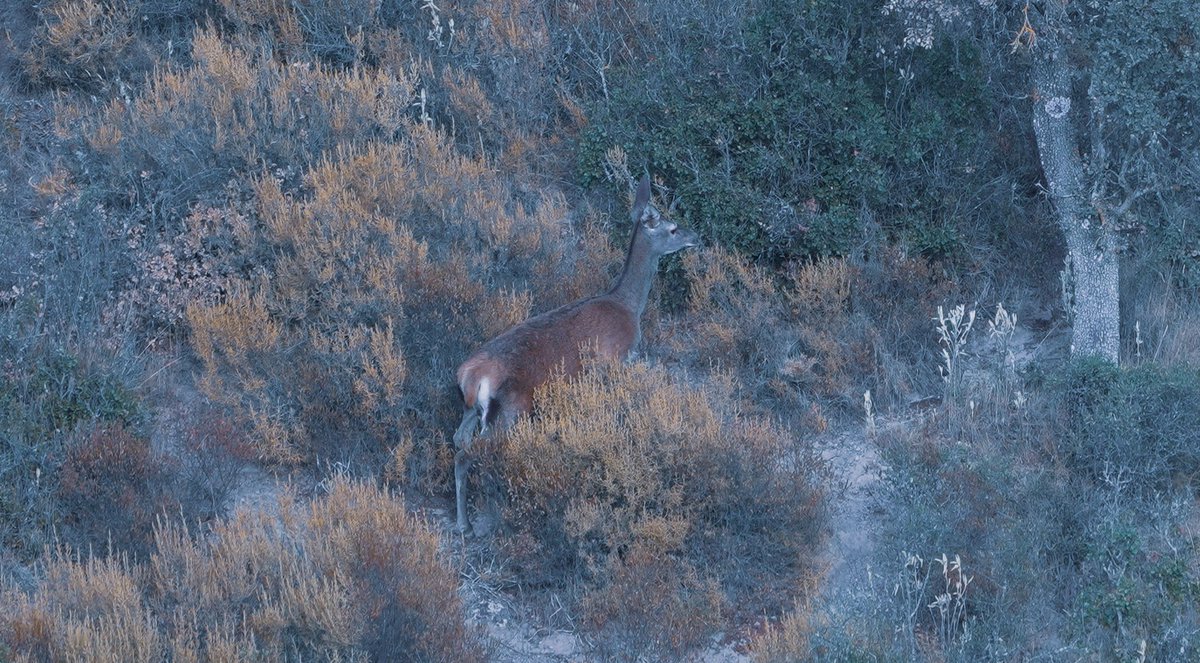 CazadoresEn's tweet photo. Preciosa imagen de una cierva que nos comparte nuestro socio @imagehunter87 

La caza no es sólo salir al campo con el arma, es mucho más y esta foto es un ejemplo de ello.

#cazadoresenyoutube #caza #cierva #venado #berrea https://t.co/6GapbO7uGx