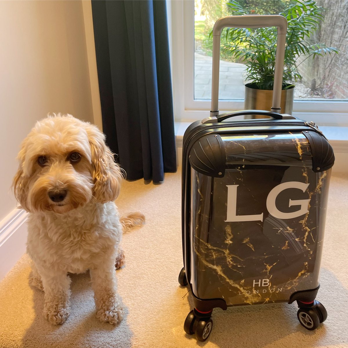 GaleaLatte's tweet photo. 🐾 🏷All packed &amp; ready #holidayvibes  #hblondonsuitcase #lattegalea #galea #cockapoo #cockapoosoftwitter #shortskinnylatte #hblondon https://t.co/Usce3sfuFq