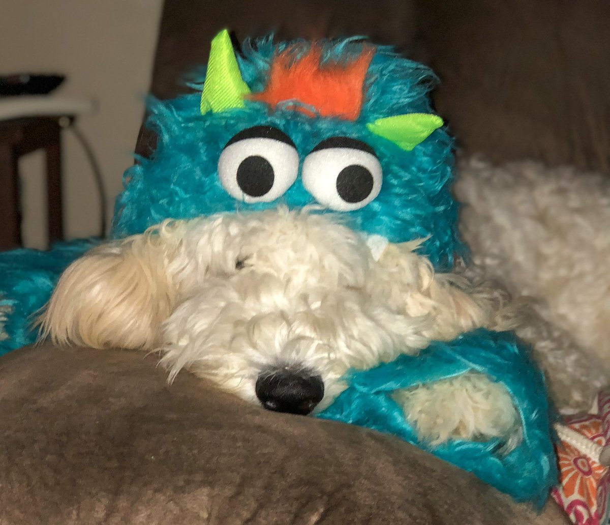 Amber Reitz, DO (@ambermreitzdo) on Twitter photo idk who needs this today, but here’s a fluffy dog monster <a href="/adam_reitz/">Adam Reitz, DO</a> #Halloween2022 #spooky #goldendoodles idk who needs this today, but here’s a fluffy dog monster <a href="/adam_reitz/">Adam Reitz, DO</a> #Halloween2022 #spooky #goldendoodles