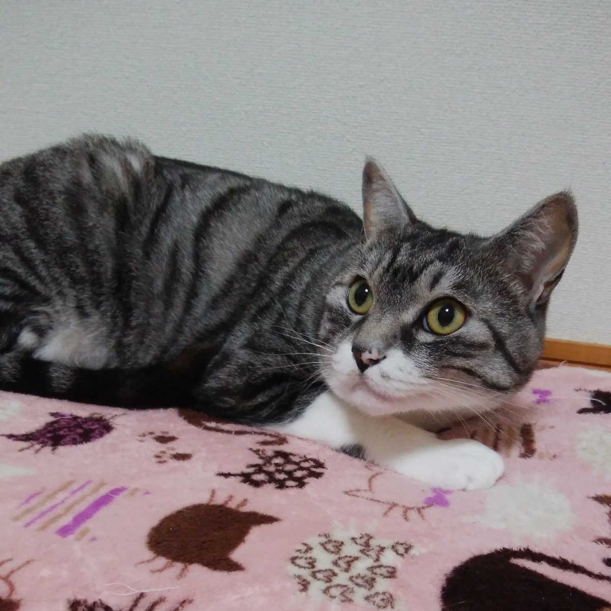 Ljv4ErlHmi2yAdn's tweet photo. みんにゃ～😻😻
こんばんにゃ～💓💓
最近寒くなって来たにゃねぇ～😵💦
体冷やさないように暖かくしようにゃ～💗💗 https://t.co/4NV6fICZ6L