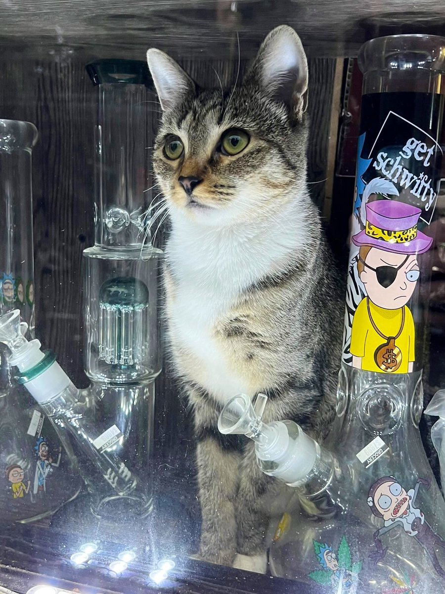 Bodegacats_'s tweet image. 