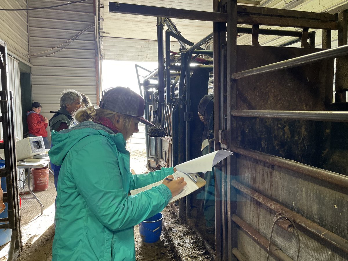 WilcoxCorissa's tweet photo. And that’s a wrap on data collection! A special thanks to everyone that has helped throughout this study. Now it’s time to analyze some data and start writing. @DrBart_Beef @LFCE_usask #multimin #usaskreseach https://t.co/dxD7jKQ0mU