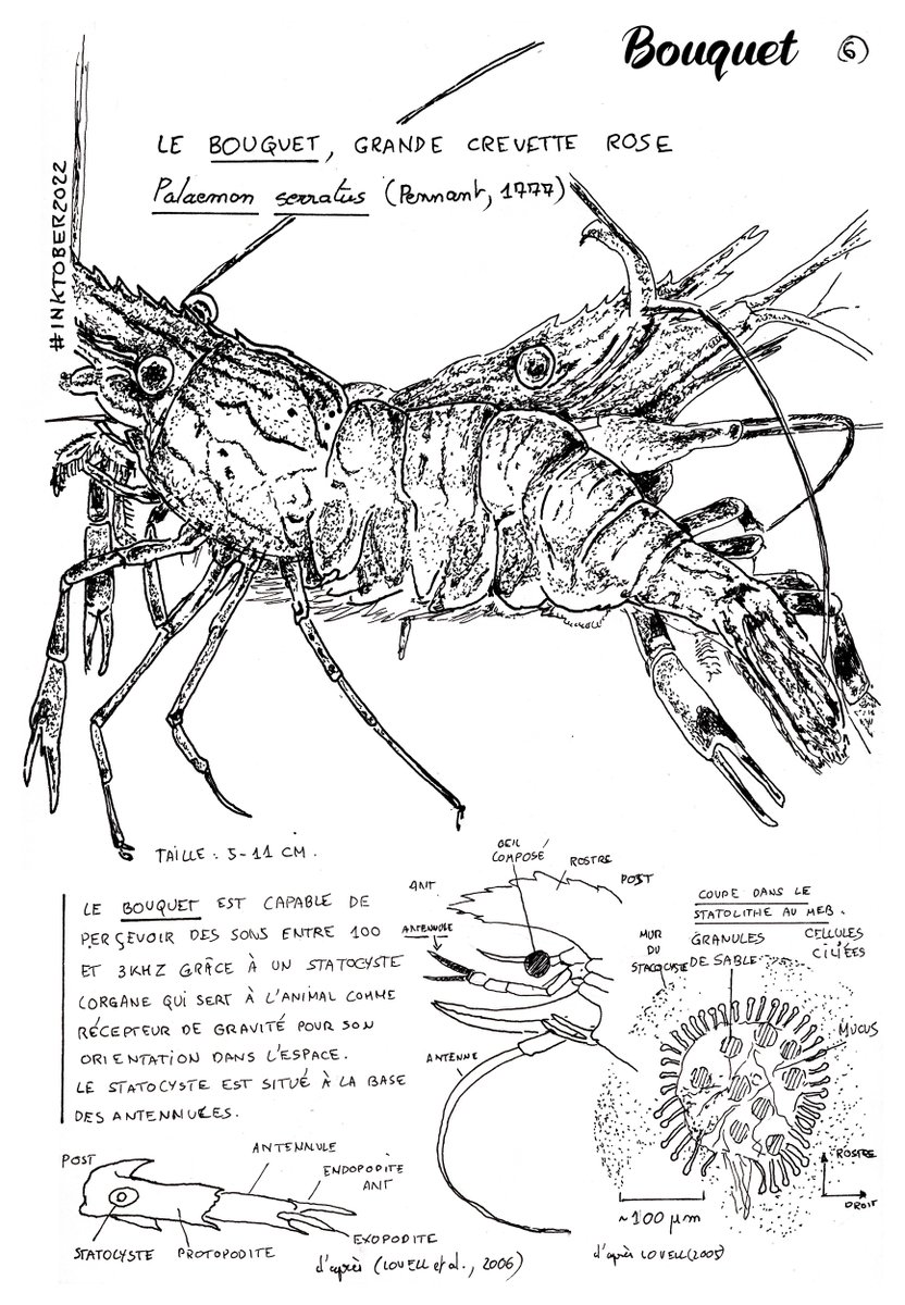 AquaTom13's tweet photo. Day 6 - Bouquet - #inktober #inktober2022 #bouquet #crustacea #Palaemon #audition #haircells #sciart https://t.co/f722ewRgtY