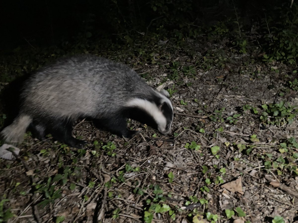 On #NationalBadgerDay a big shout out for all the groups up & down the country with volunteers that give up their time all year round to help our most iconic mammal. Thank you all @BadgerTrust @DerbyshireBVP @trust_west @nottsbadgers @BadgerSussex @AnneatSaveMe @BordersBadgers