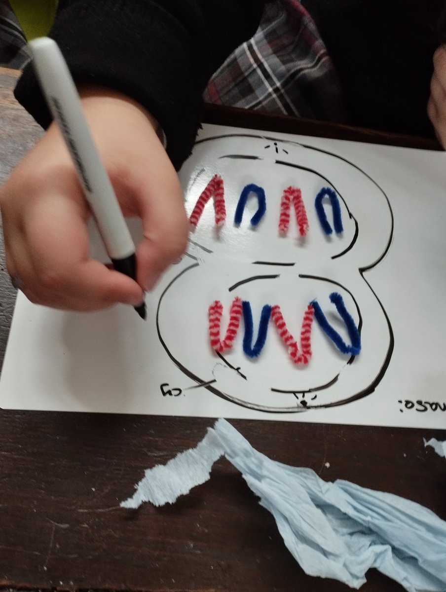 5th year students given a white board, marker &amp; pipe cleaners to represent chromosomes. They had to model each stage of mitosis. This group in particular enjoy activities. Pipe cleaners make them mimic movement and separation. Surprisingly effective at uncovering misconceptions.