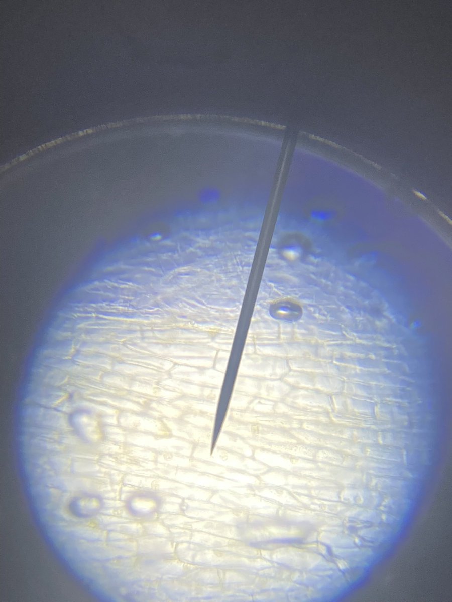 1D have been investigating cells this week and managed to take some wonderful pictures of onions cells 🧅#RaiseTheBarr #ScientistsInTheMaking
