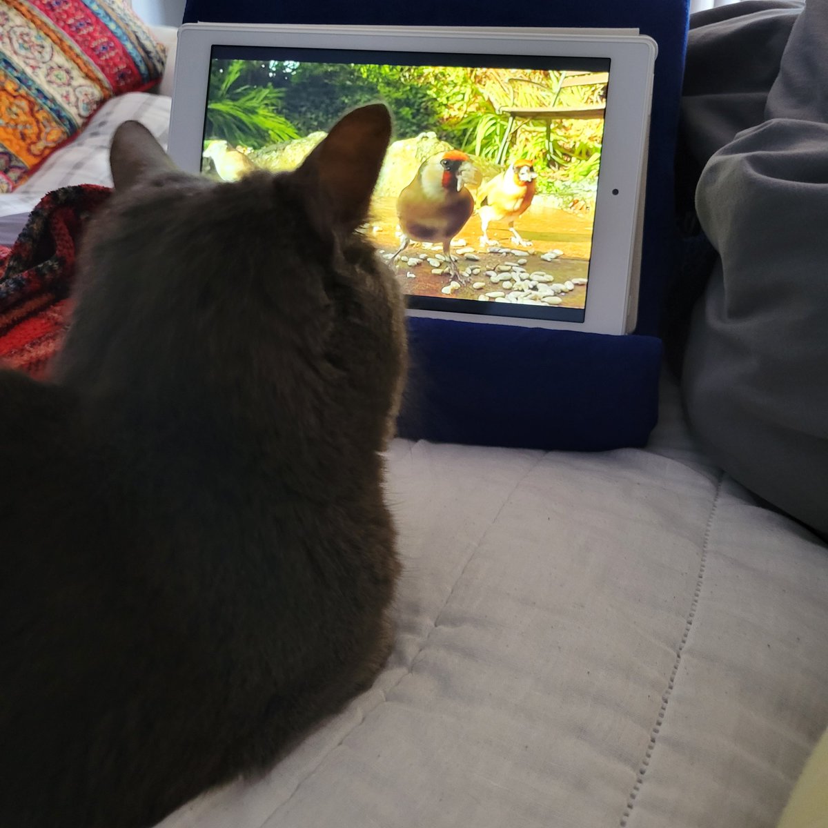 martiegirlie's tweet photo. When you are home sick in bed and your cat is in charge of what to watch. Nap time for mommy. #Colester always by my side. 🥰❤ https://t.co/10jkX3TylL