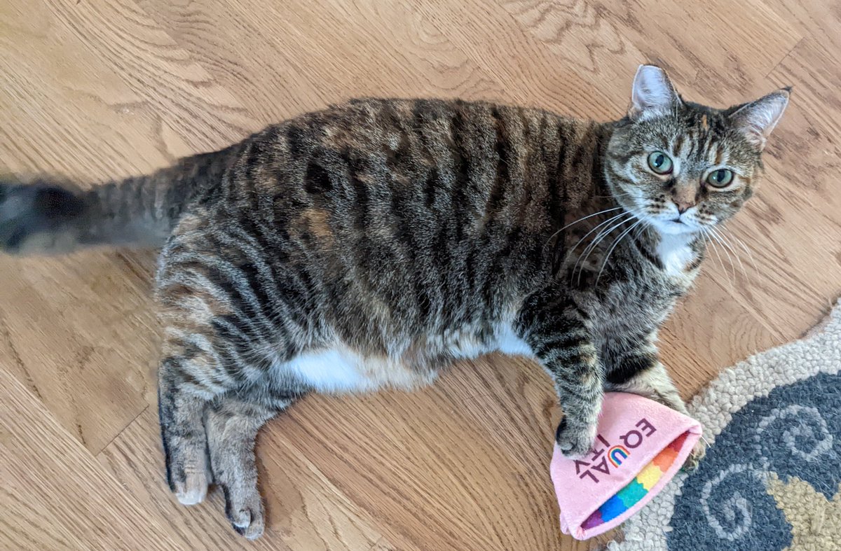 In this house we support equalitea.

(the catbip teabags with the bisexual and trans flag colors are probably lost under the sofa)