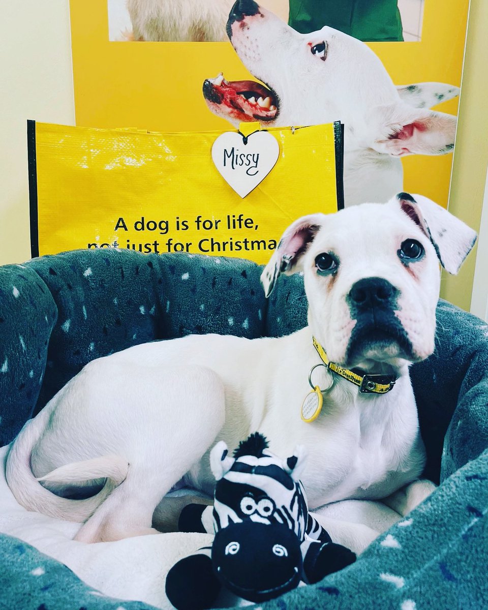 DT_Cumbria's tweet photo. Missy has found her #FUREVERHOME ๐พ she stayed in bed for her going home photo, due to consistent Cumbrian rainโ๏ธ #boxerpuppy #boxercross #puppy #puppiesofinstagram #foundafureverhome #adoptdontshop #doginabed #dogstrustdog #adogisforlife @DogsTrust https://t.co/YQlLGvDzMA