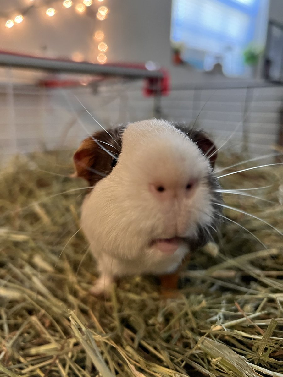 TheGuineapigjournal tweet media