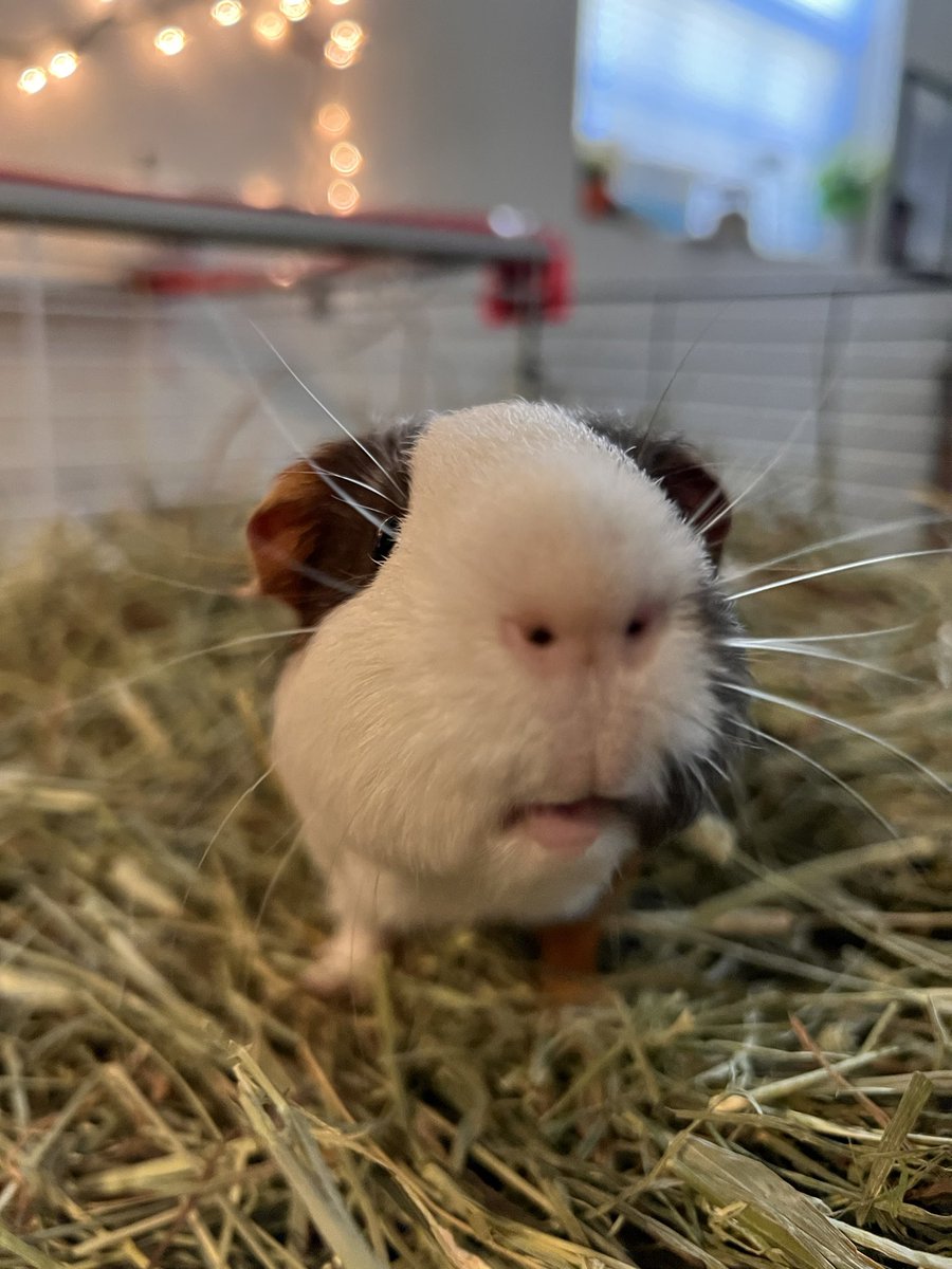 look at those whiskers 🥹 #animal #cute #cuteboys #TREASURE #animal