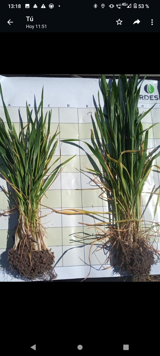 pbrejov's tweet photo. Ensayo en trigo 2022. Carmen de Areco, Buenos Aires. 150 Kg/ha MAP vs 150 kg/ha MAP + #Verdesian #AvailT5. @verdesian @verdesian_ar #fertilizantes #nutriciondecultivos https://t.co/L0c8uX1bZd