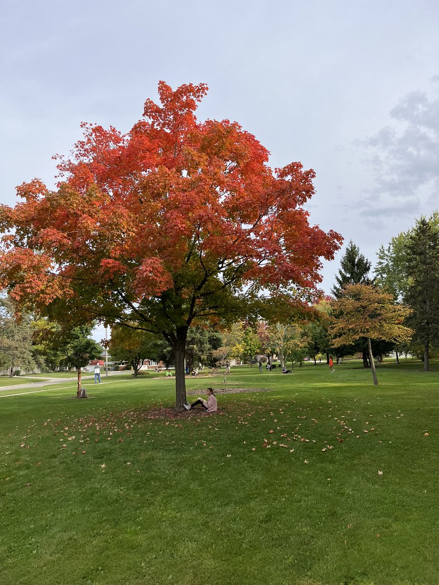 AMETFOenviro's tweet photo. A day in the life of a tree ✍️
@bedfordps 
#iAmOutside https://t.co/ib3R2P9eaj