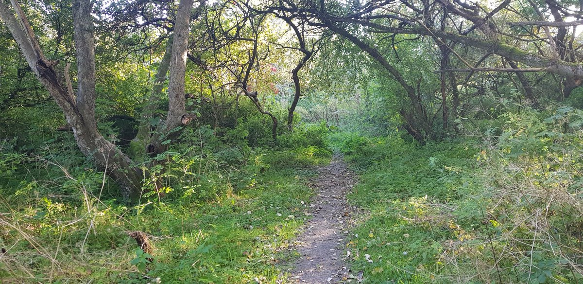 dasjagoud's tweet photo. #herfst #bos #Abelstok
Prachtig bosje tussen #Mensingeweer #Wehe
#mooigrunn https://t.co/9dc3cd6pZp