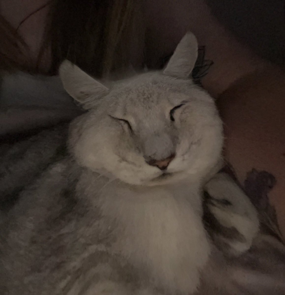 cursed chonk ep. i don’t even know at this point