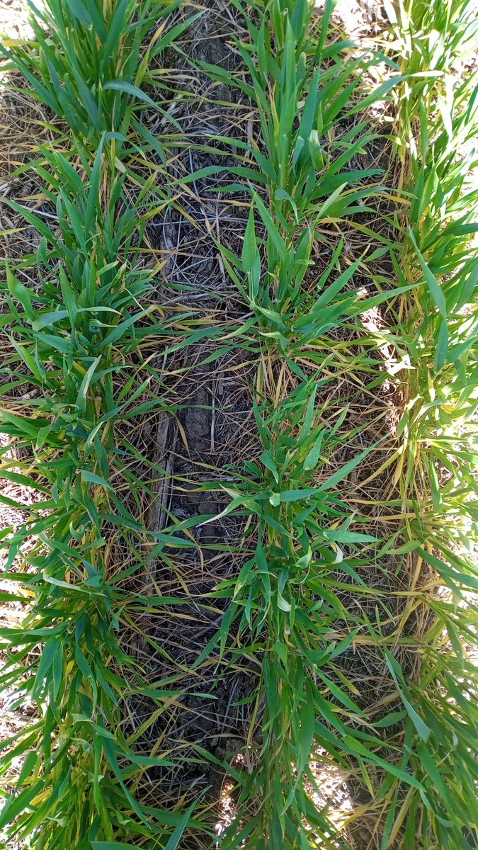 pbrejov's tweet photo. Ensayo en trigo 2022. Carmen de Areco, Buenos Aires. 150 Kg/ha MAP vs 150 kg/ha MAP + #Verdesian #AvailT5. @verdesian @verdesian_ar #fertilizantes #nutriciondecultivos https://t.co/L0c8uX1bZd