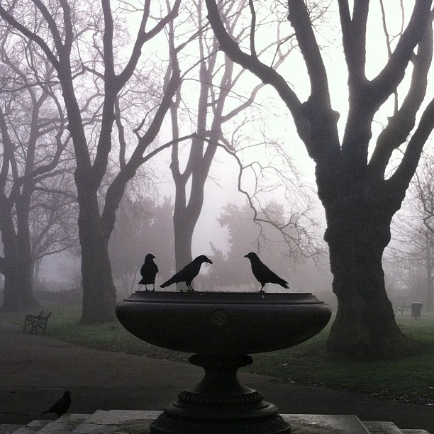 The Birds by David Sim.