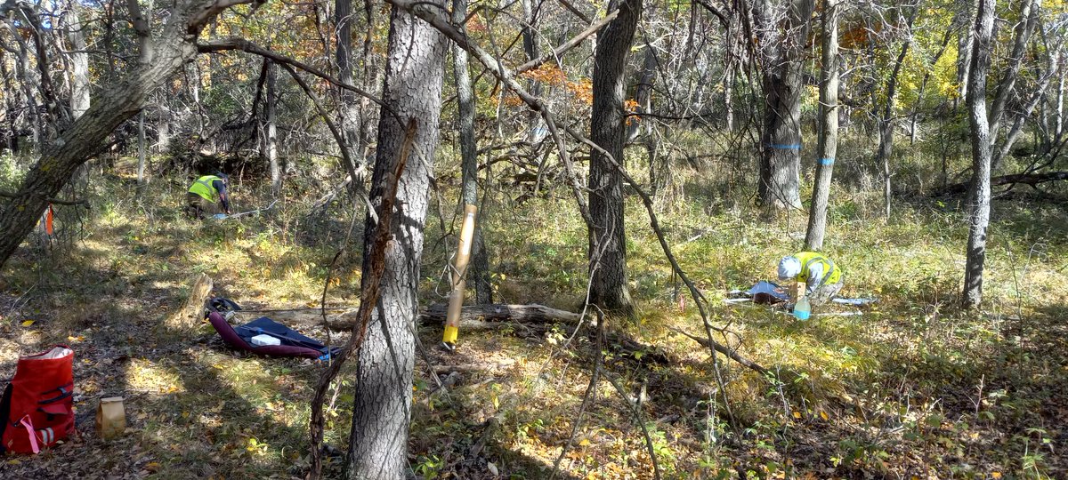 Vinicius Marcilio-Silva tweet media