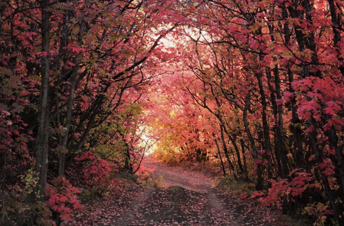 ThomasGeboyWX's tweet photo. Pretty in pink! The fall foliage up at Bear Lake looking incredible! Thanks to @CDyerBearLake for sharing! https://t.co/WPaVKon6q5