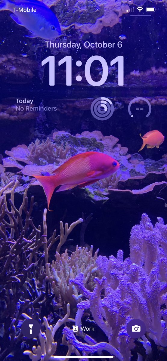Voodoologic's tweet photo. Friendly reminder that @SeattleAquarium has great phone wallpaper opportunities. https://t.co/mpdz1W0W9X