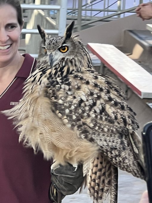 Met a owl from Harry Potter yesterday, how beautiful is this amazing creature! https://t.co/Gc6a26ne