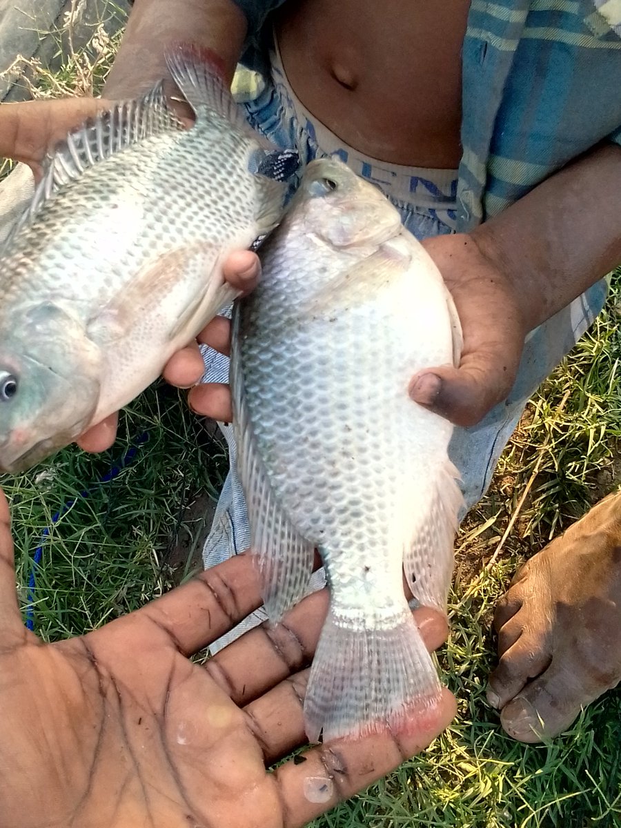Midza4545's tweet photo. Going beyond in business as usual.For all your quality fish farming needs get do in touch on+263712086174 https://t.co/Eb6BltwWKw