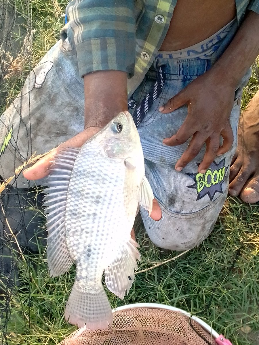 Midza4545's tweet photo. Going beyond in business as usual.For all your quality fish farming needs get do in touch on+263712086174 https://t.co/Eb6BltwWKw