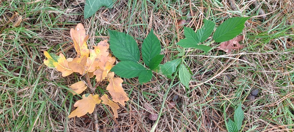 #ClasseDehors 
Enquête : différencier les feuilles simples des feuilles composées