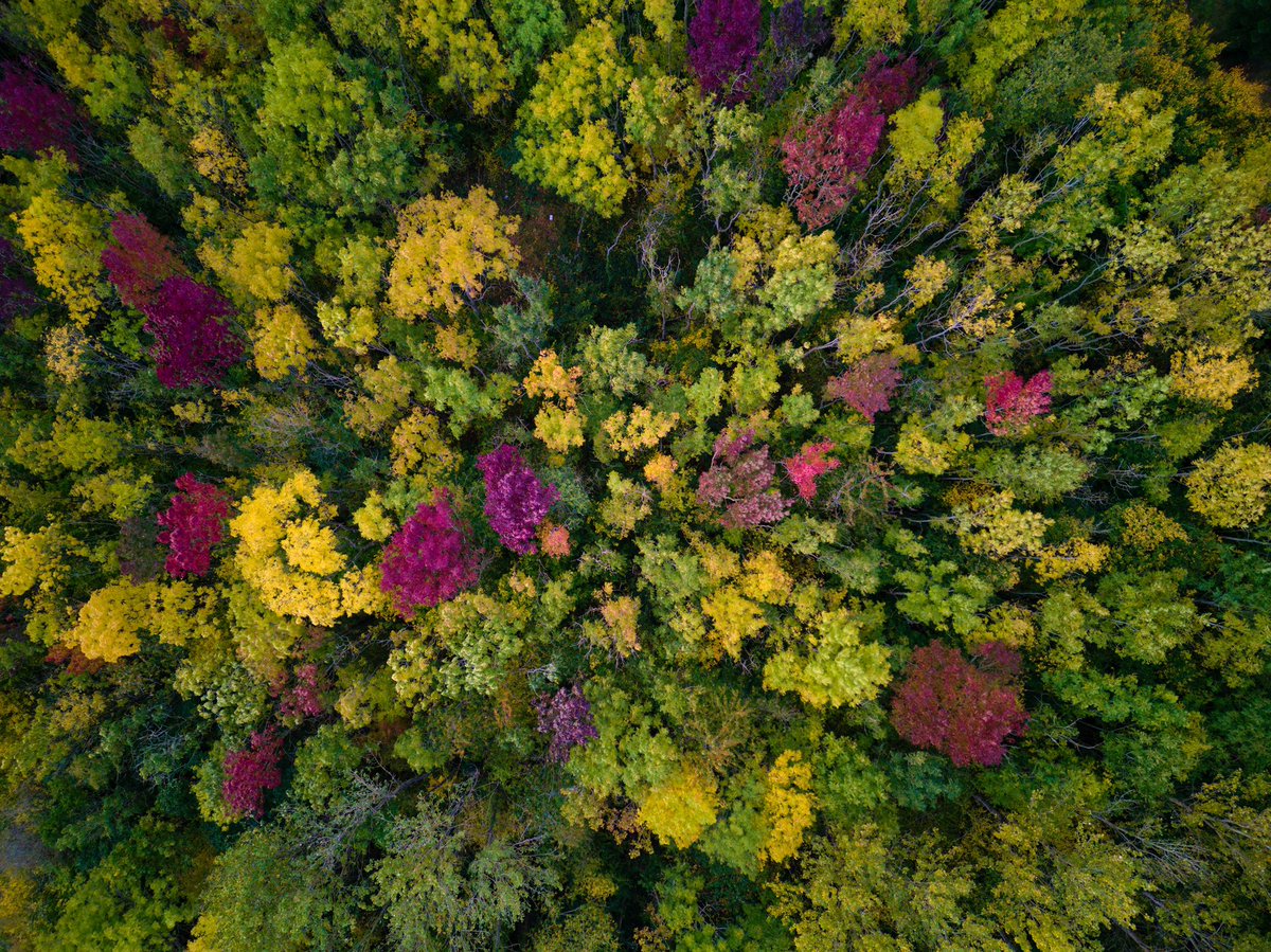 LowryDrone's tweet photo. Autumn Trees 🍂📷

#djimini3pro #autumntrees #autumn #autumnleaves #forrest #colourful #aerial #dji #dronepilot #drone #drones #WorcestershireHour #flying #aerialphotography #quadcopter #aerialphoto #autumnforest #forrests #autumncolors #autumncolours @Freewell_Gear @DJIGlobal https://t.co/ZQteKDC684