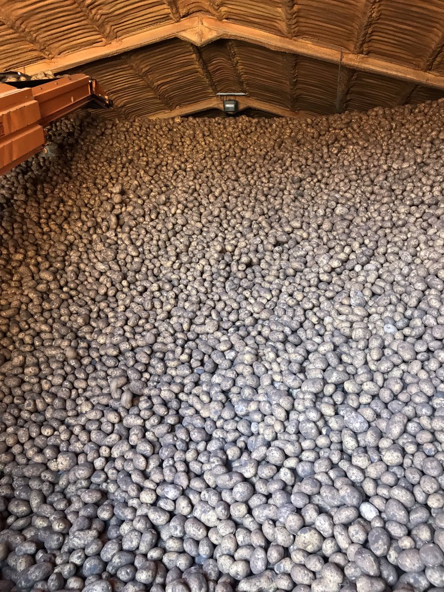 henry_catling's tweet photo. Potato harvest in full swing…..if only they were worth what they have cost to produce! 🥔🤦🏻‍♂️ https://t.co/IfzT3HLVYq