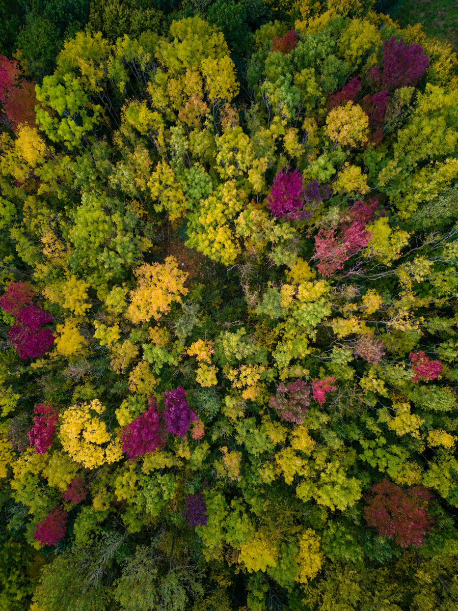 LowryDrone's tweet photo. Autumn Trees 🍂📷

#djimini3pro #autumntrees #autumn #autumnleaves #forrest #colourful #aerial #dji #dronepilot #drone #drones #WorcestershireHour #flying #aerialphotography #quadcopter #aerialphoto #autumnforest #forrests #autumncolors #autumncolours @Freewell_Gear @DJIGlobal https://t.co/uCBXOAPF2s