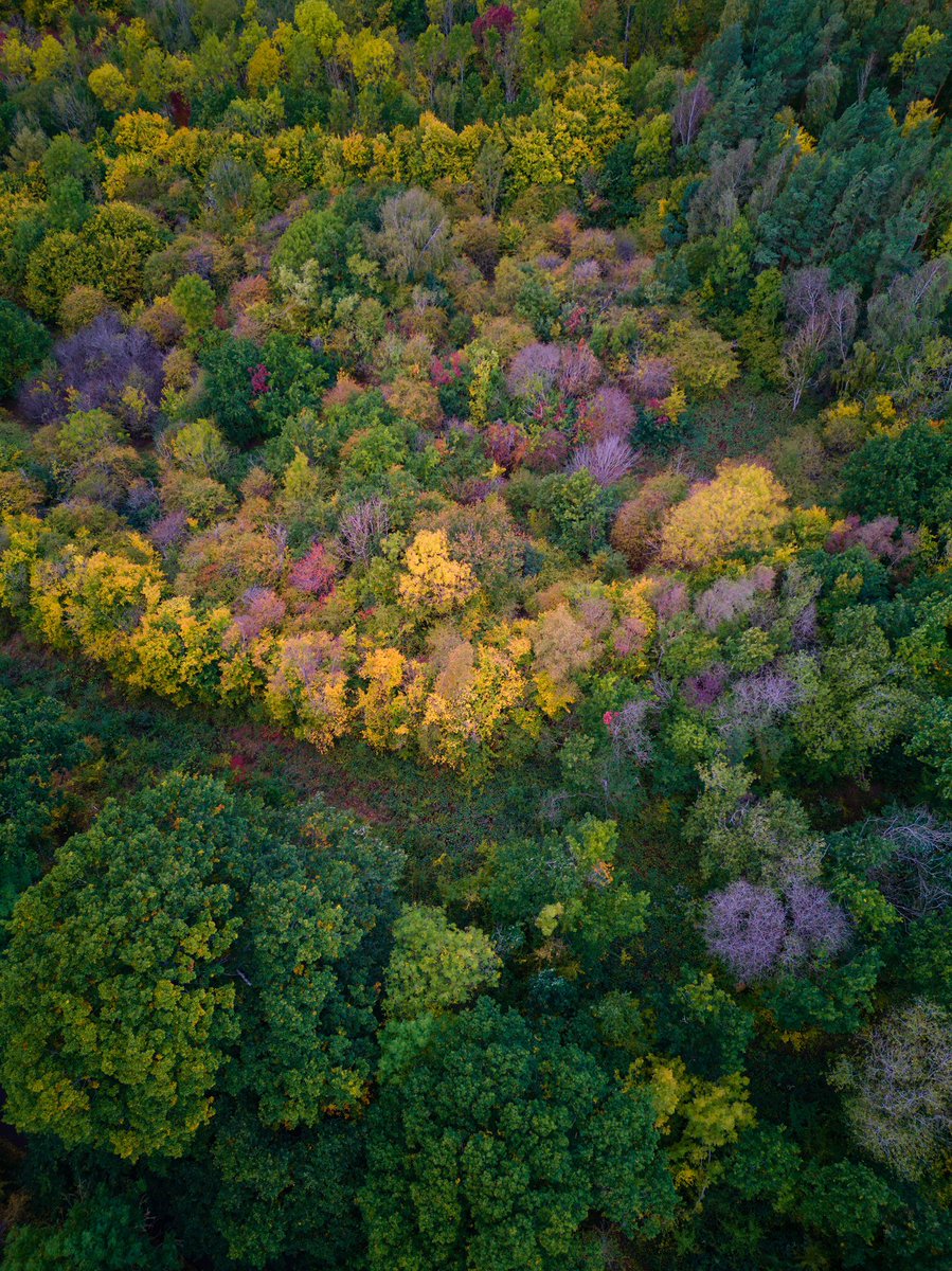 LowryDrone's tweet photo. Autumn Trees 🍂📷

#djimini3pro #autumntrees #autumn #autumnleaves #forrest #colourful #aerial #dji #dronepilot #drone #drones #WorcestershireHour #flying #aerialphotography #quadcopter #aerialphoto #autumnforest #forrests #autumncolors #autumncolours @Freewell_Gear @DJIGlobal https://t.co/uCBXOAPF2s